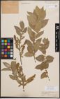 Foto von Salix cordata Michx.
